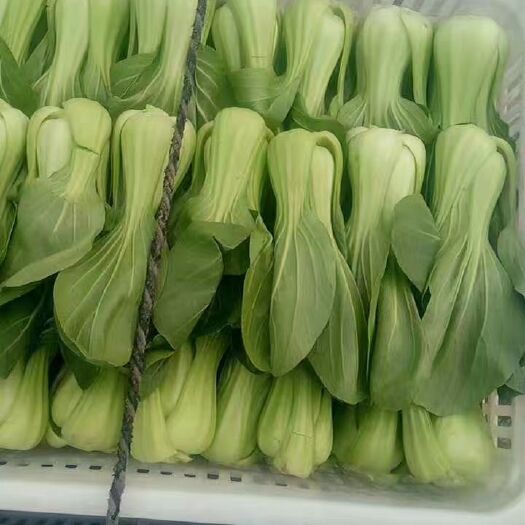 保定华冠青梗菜 2~3两