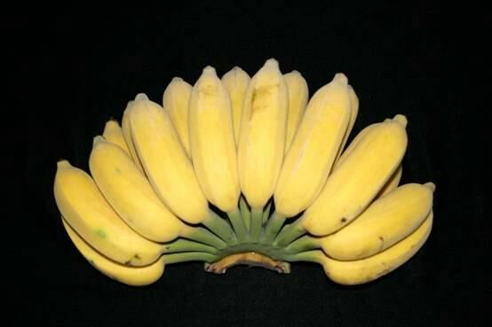 灵山县粉蕉苗