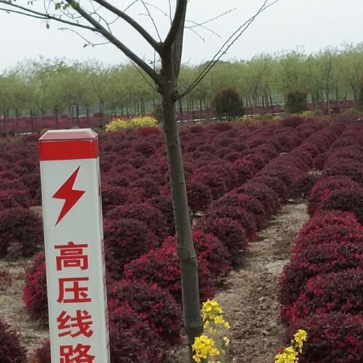 常州黑珍珠红继木