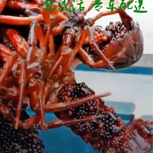 宿迁青壳小龙虾 1-3钱 塘虾
