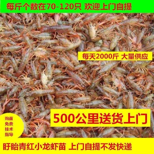宿迁澳洲淡水小龙虾苗