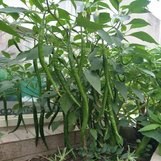 宿州二荆条辣椒苗  辣椒苗 条椒苗 线椒苗 一手货源基地发货