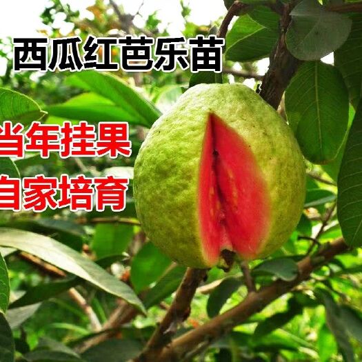 灵山县红心芭乐番石榴苗