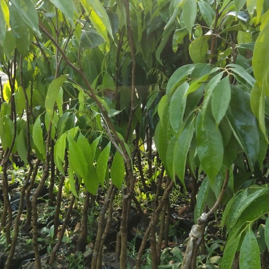 灵山县无核荔枝苗