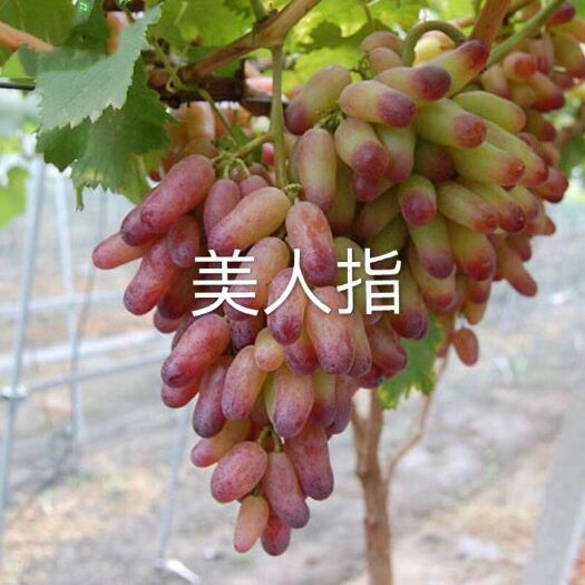 新民市美人指葡萄苗