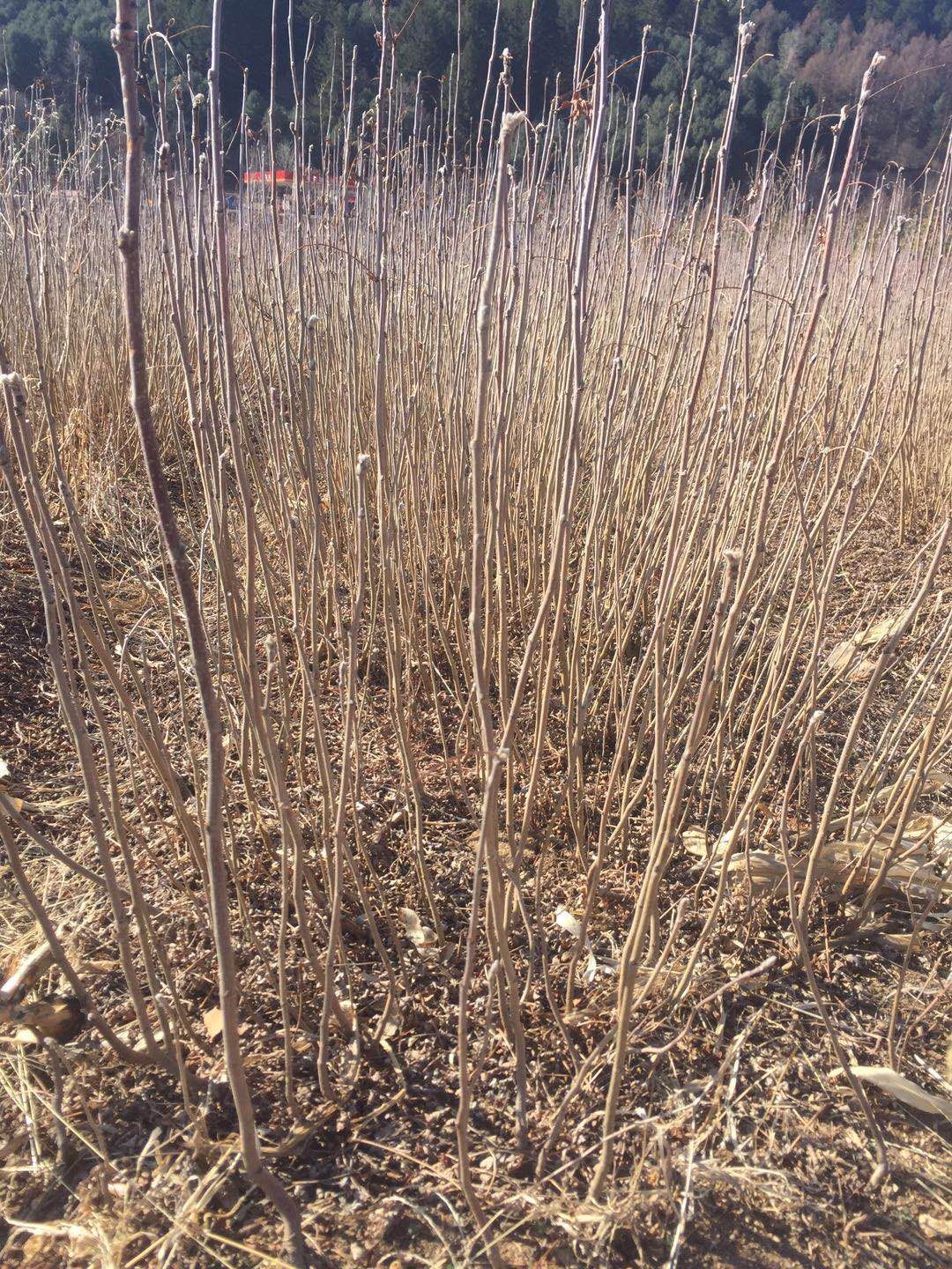 供应辽宁本溪优质花楸苗 百花种苗基地直发