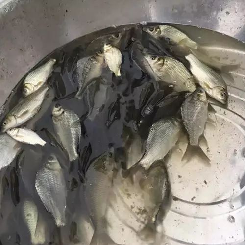 鲫鱼苗 优质鲫鱼苗，规格齐全，保证质量