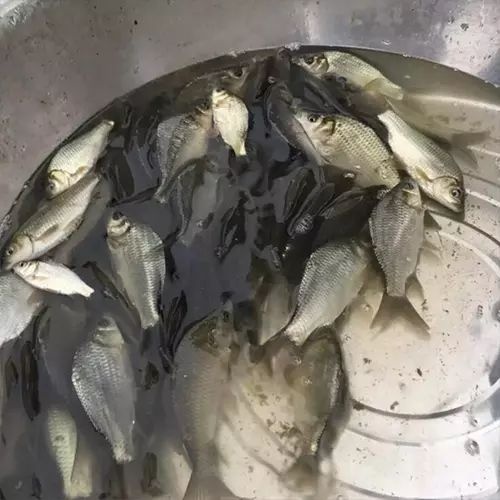 中江县鲫鱼苗 优质鲫鱼苗，规格齐全，保证质量