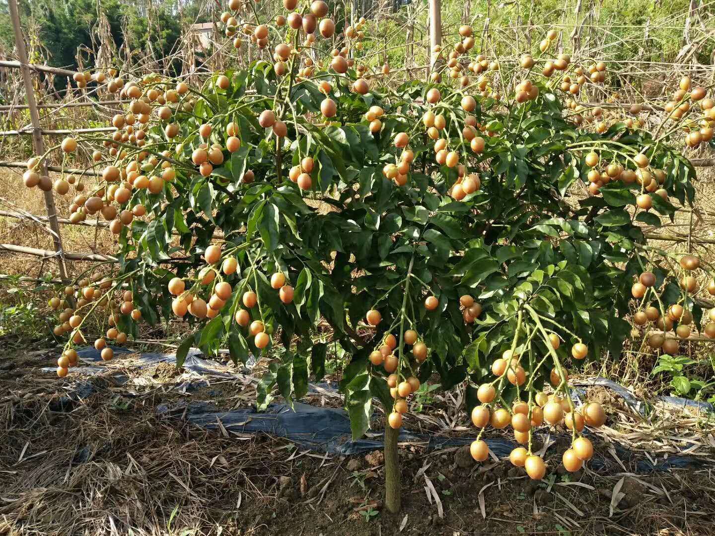 黑黄皮果苗  非常受欢迎的黄皮果苗