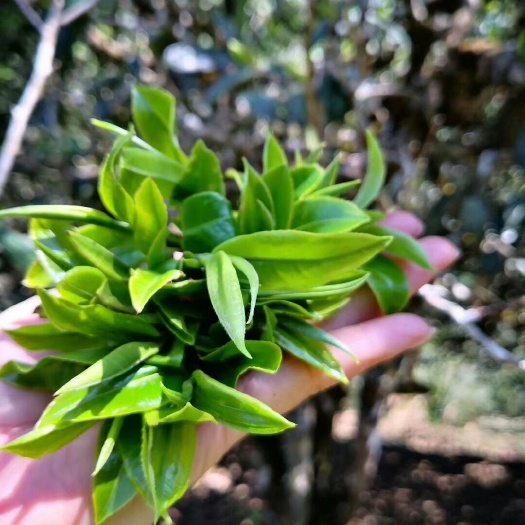 普洱生茶 三级 散装