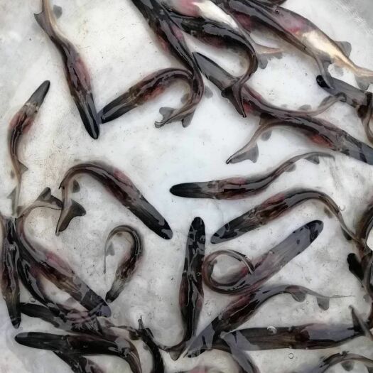 清远 现货供应大规格鸭嘴鲟鱼苗 货源充足 萌宠鸭嘴鱼苗