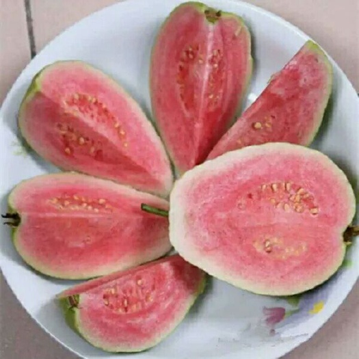 灵山县红心芭乐番石榴苗