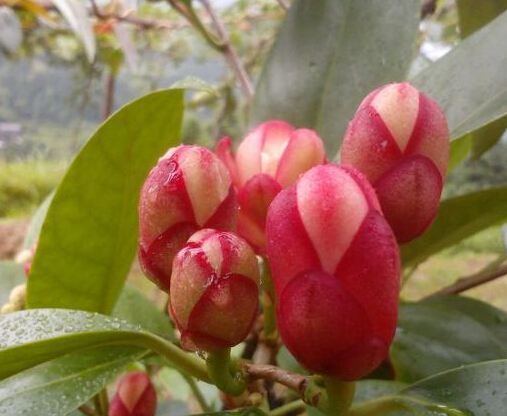 粉紅黑老虎苗  黑老虎苗也叫布福娜，帶營養(yǎng)杯發(fā)貨