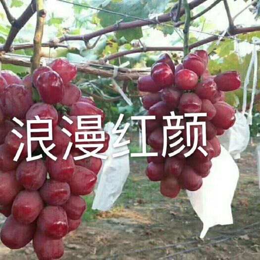 新民市浪漫红颜葡萄苗