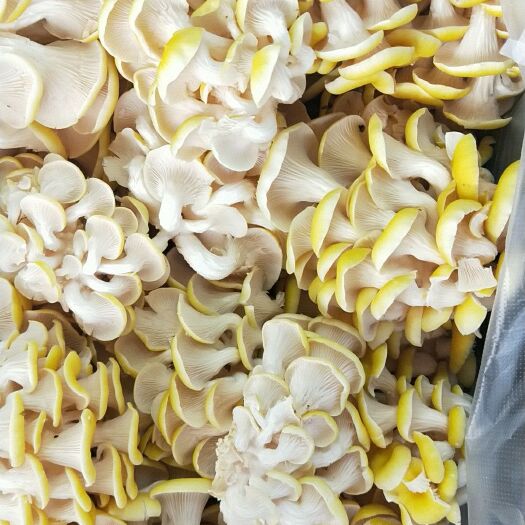 昆明鸡油菌 人工种植 鲜货