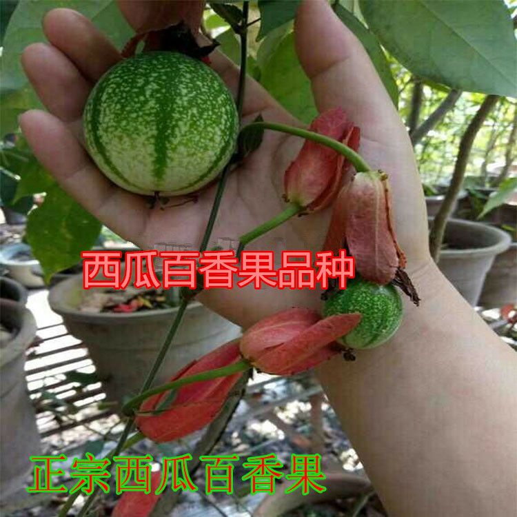 邵东市黄金百香果种子 西瓜百香果种子50粒1包