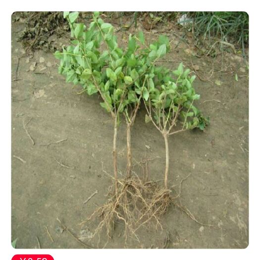 巨鹿县四季金银花苗 40~50公分