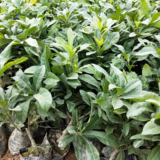 灵山县东槐杨梅苗 南北方可种植