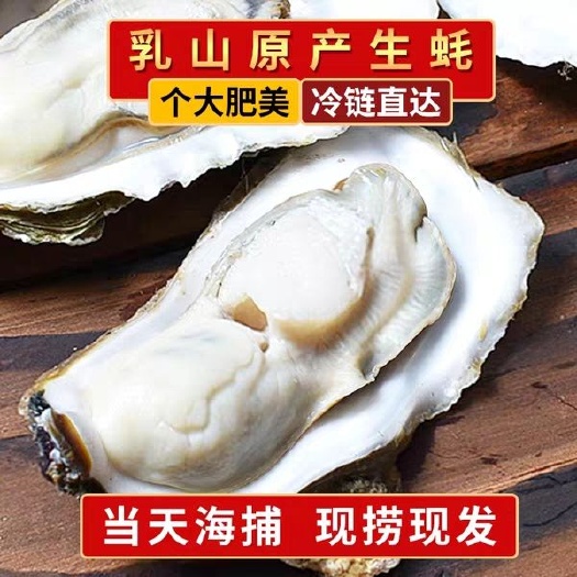 乳山市威海牡蛎 人工养殖 2-3两/只