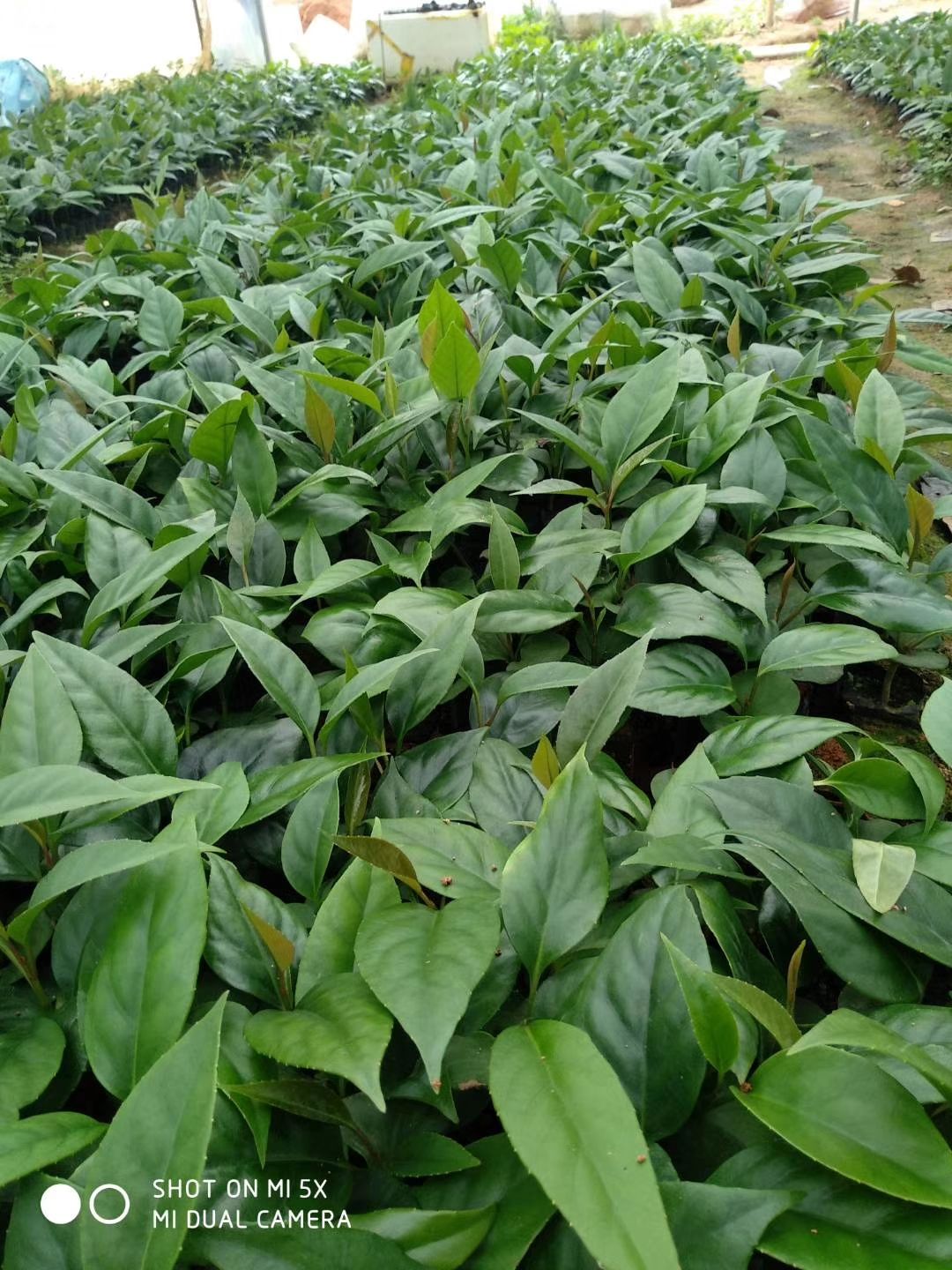 粉紅黑老虎苗  黑老虎苗也叫布福娜，帶營養(yǎng)杯發(fā)貨