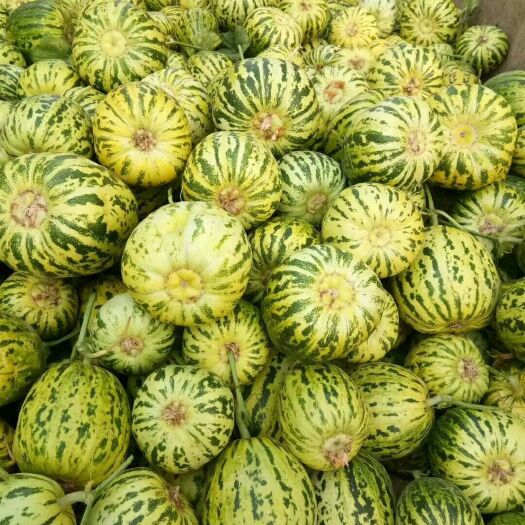 花蕾甜瓜  山东省聊城市莘县甜瓜基地直供
