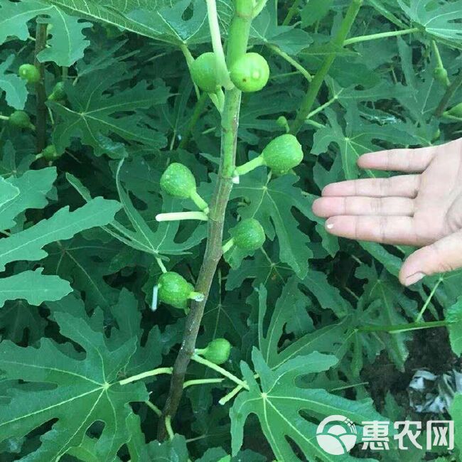 波姬红无花果苗 波姬红青皮布兰瑞克无花果紫果苗当年结果室