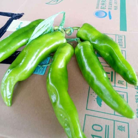 聊城牛角椒 10~15cm 微辣 靑色