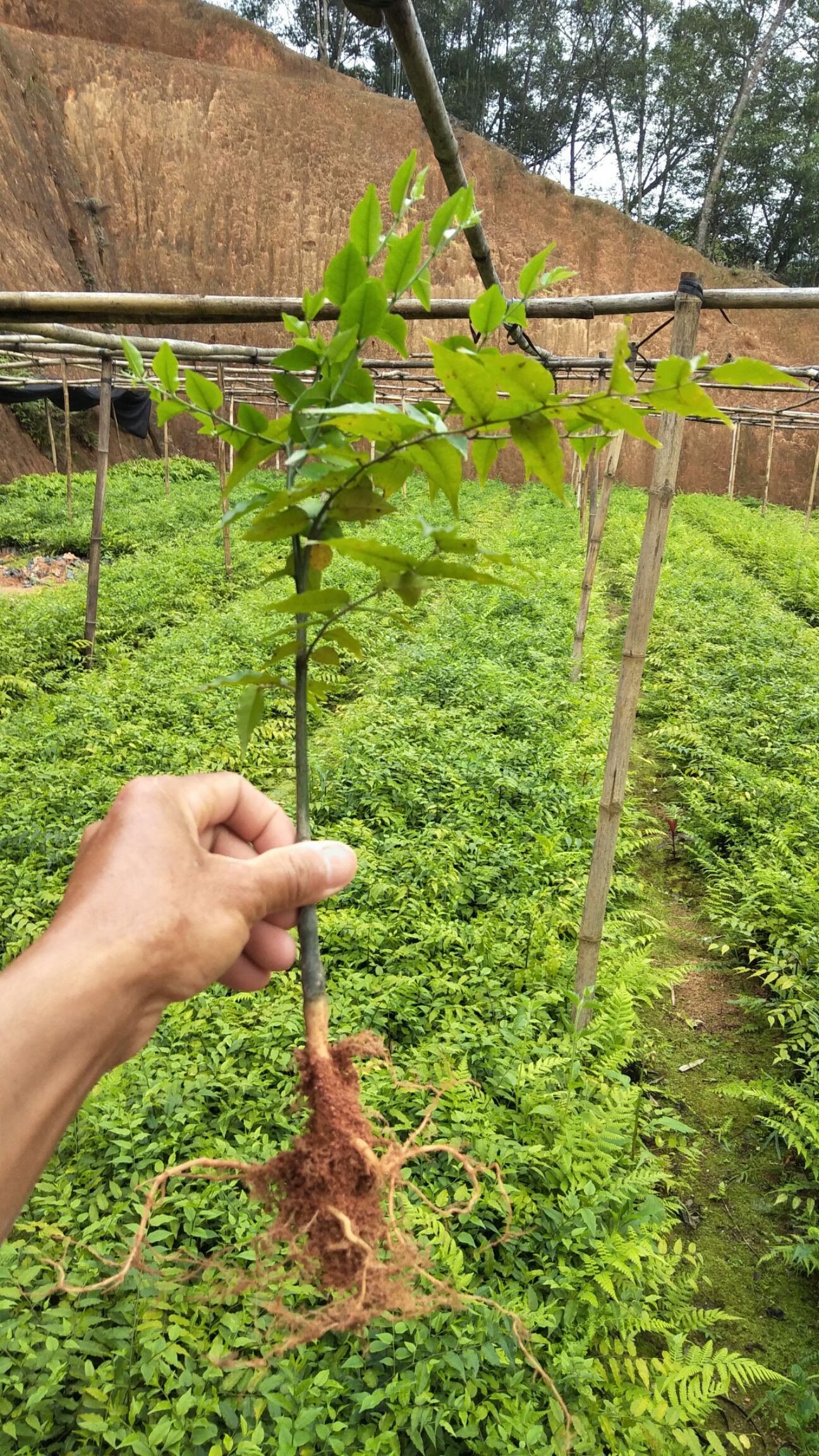 屈头鸡种苗  重置基地，亏本处理