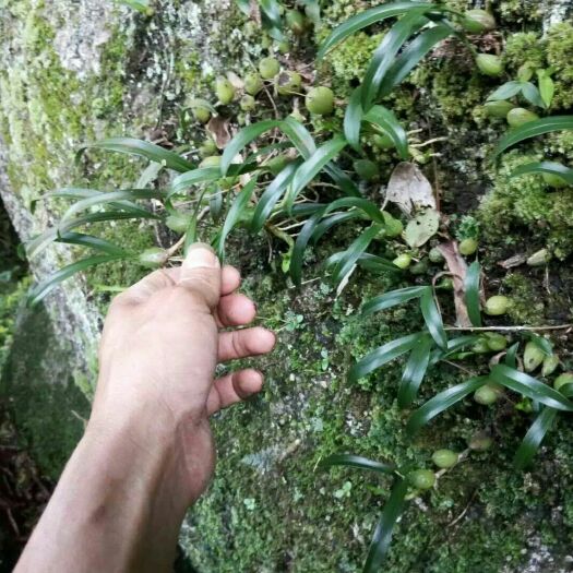 始兴县石仙桃 湿 石橄榄