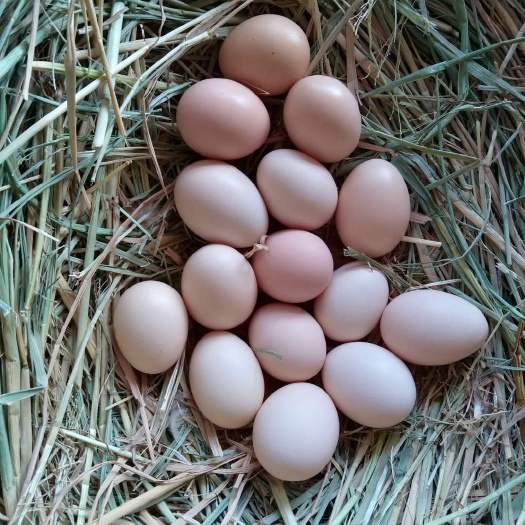 铜陵土鸡种蛋 孵化 箱装