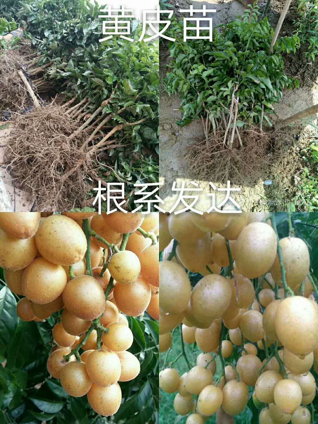 黑黄皮果苗  非常受欢迎的黄皮果苗