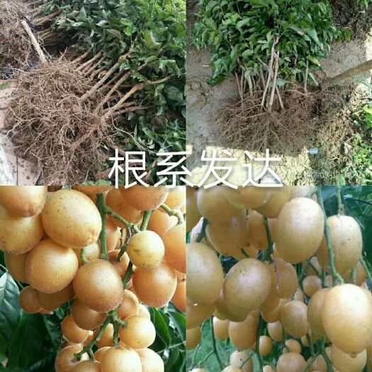灵山县黑黄皮果苗  非常受欢迎的黄皮果苗