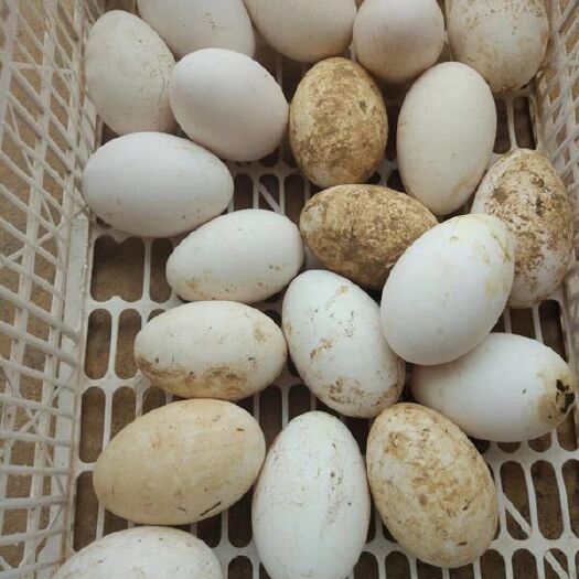 浏阳市土鸡蛋 食用 简包装