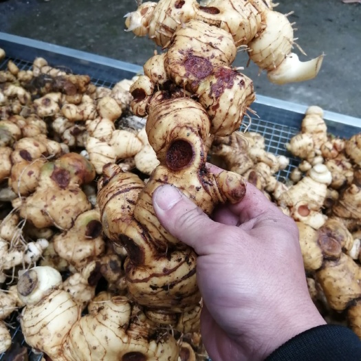 连山县鸡头黄精 块