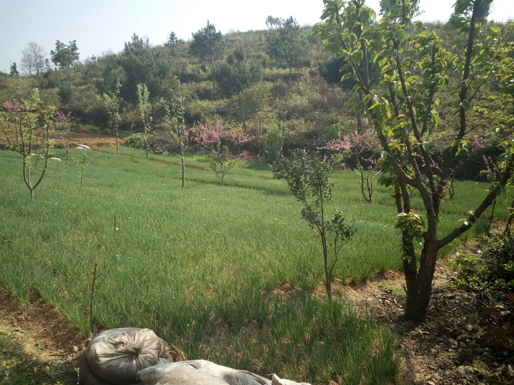 小香葱