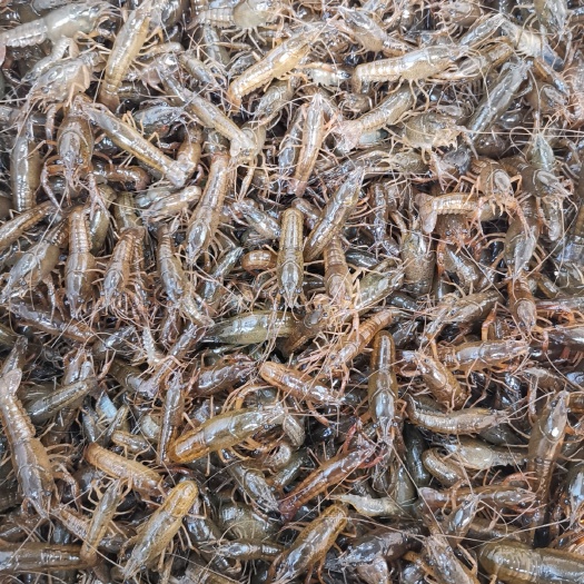 洪湖市青虾苗
