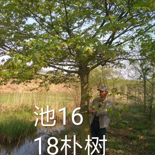 郎溪县小叶朴 图文不符来砍我~~20cm以上的没有了