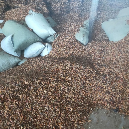 唐河县黄皮辣椒 中辣 橙黄