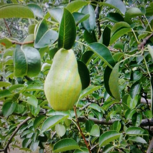 三门峡葫芦梨 巴梨 茄梨 无核梨 三季梨均大中小城市抢购