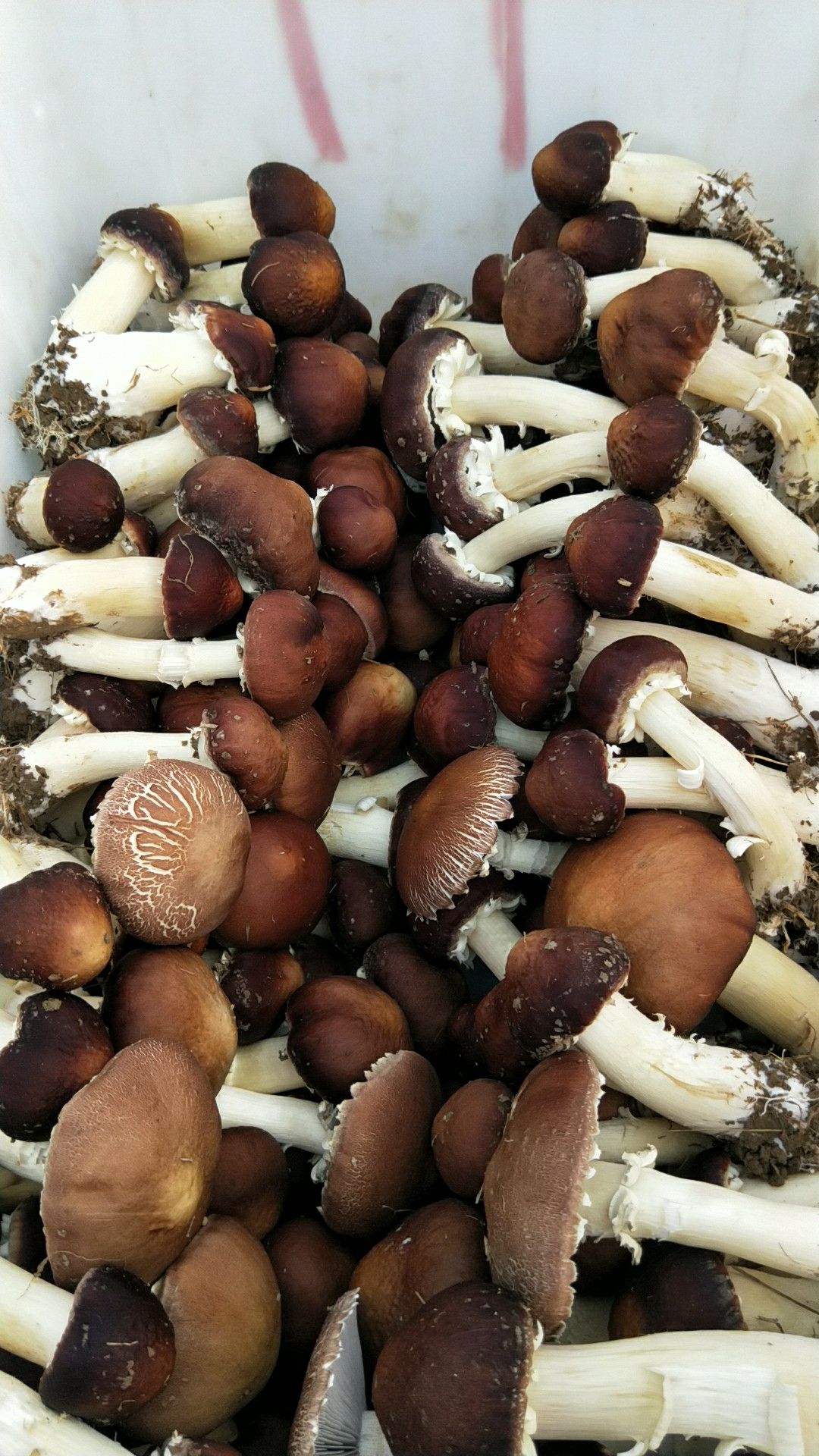 大球盖菇 鲜货 人工种植 未开伞