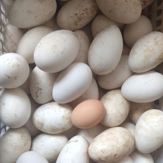 长岭县鲜鹅蛋 食用 箱装