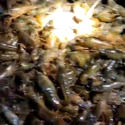 潜江市龙虾苗 恒温车包配送