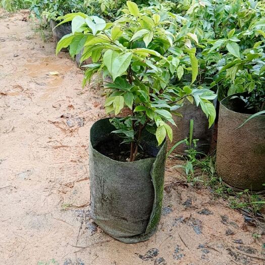 灵山县树葡萄苗