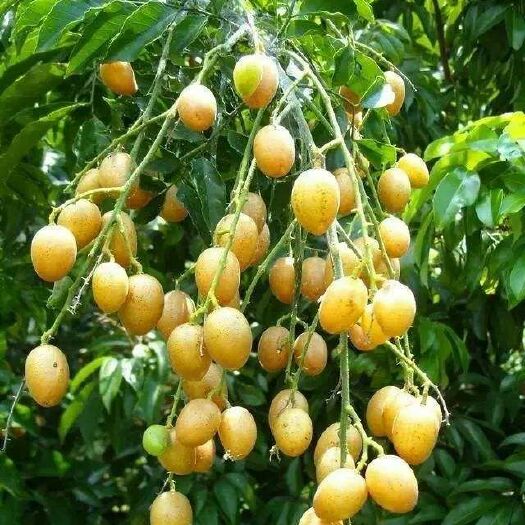 灵山县甜黄皮苗