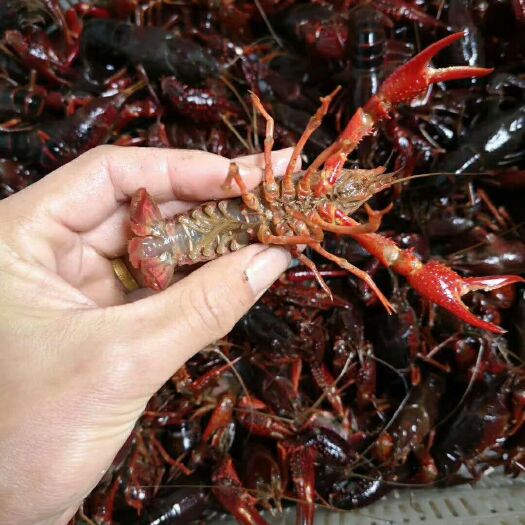 深圳中国小龙虾 4-6钱 稻田虾