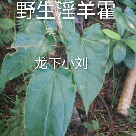 全南县淫羊藿 淫羊藿干根