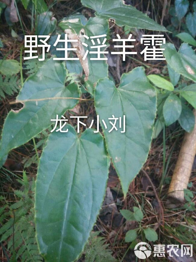 淫羊藿 淫羊藿干根