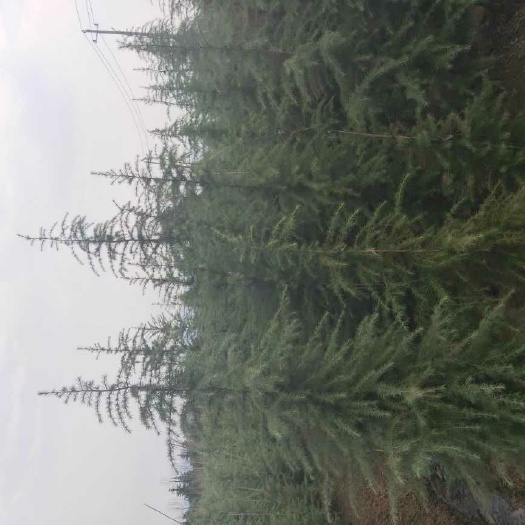 南京普通雪松  四米雪松，好二级，上车价90元