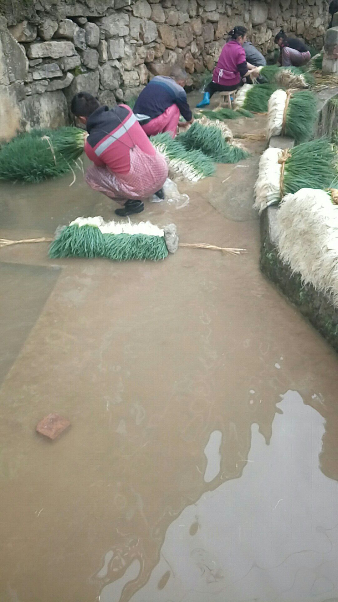 小香葱