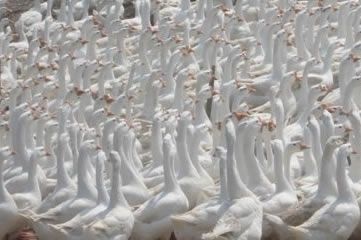 嘉祥县大白沙 4斤以下 统货 半圈养半散养